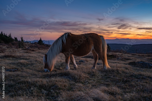 Wild Pony Sunset Over Mount Rogers Virginia
