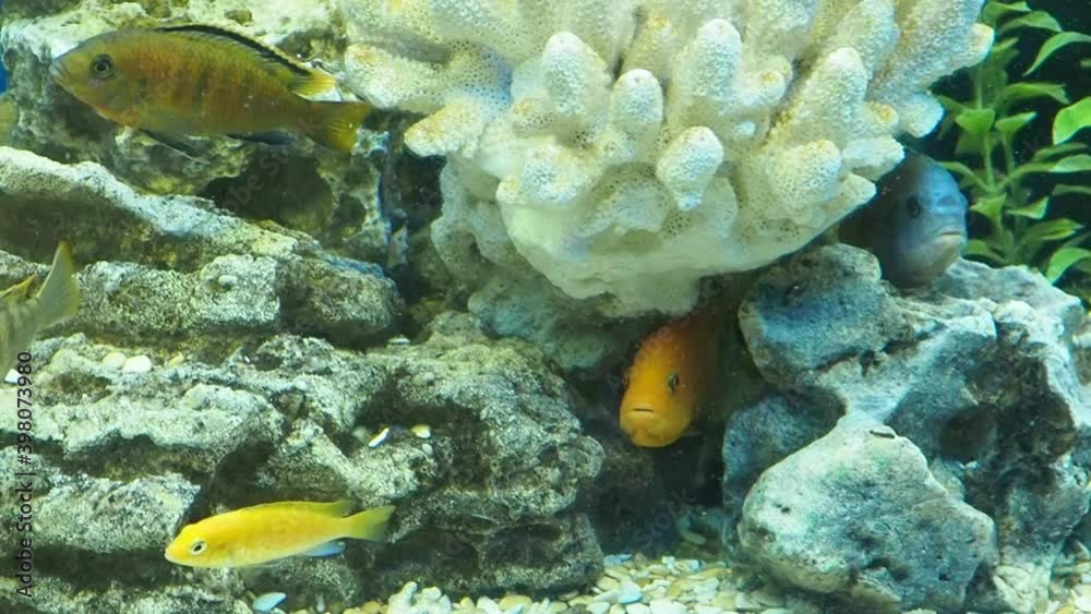 colorful beautiful fish swim in the water fish in the aquarium of the zoo colorful beautiful fish swim in the water fish in the aquarium of the zoo