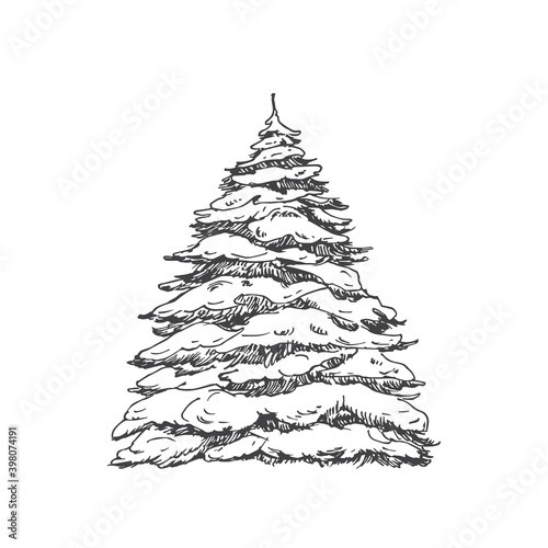 Hand Drawn Christmas Tree Covered with Snow Vector Illustration. Abstract Sketch. Winter Holiday Engraving Style Drawing. Isolated