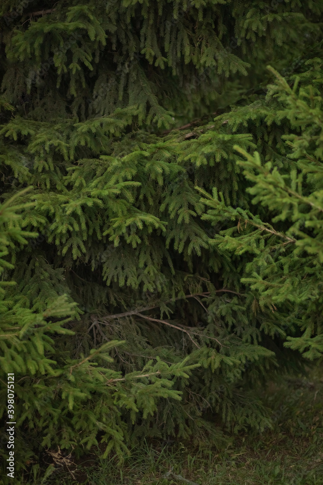 dense coniferous forest in summer dense coniferous forest in summer