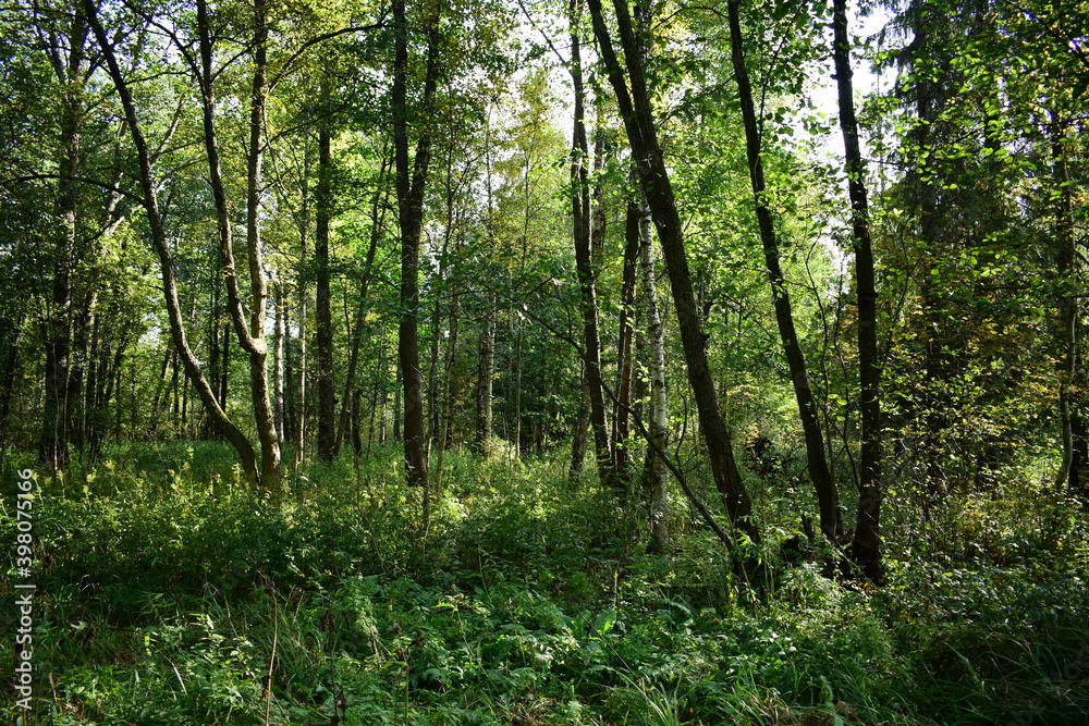 trees in the forest trees in the forest