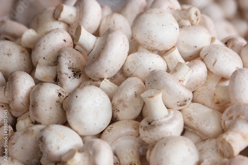 Heap of organic champignon mushrooms for sale on farmers market. Freshly picked vegetables background. Cultivation of champignons at farm.