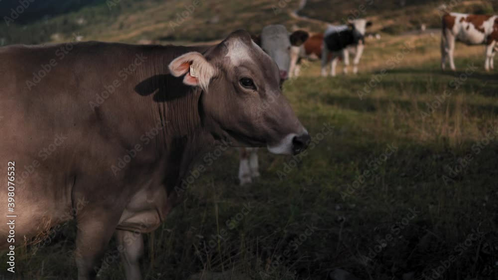 Closeup portrait of a cow in Val Gardena, Dolomites, Italy. Group of cows or calves pasture in a field, quality food production concept and Meat production. Pollution and co2 concept. 4k shot Closeup portrait of a cow in Val Gardena, Dolomites, Italy. Group of cows or calves pasture in a field, quality food production concept and Meat production. Pollution and co2 concept. 4k shot