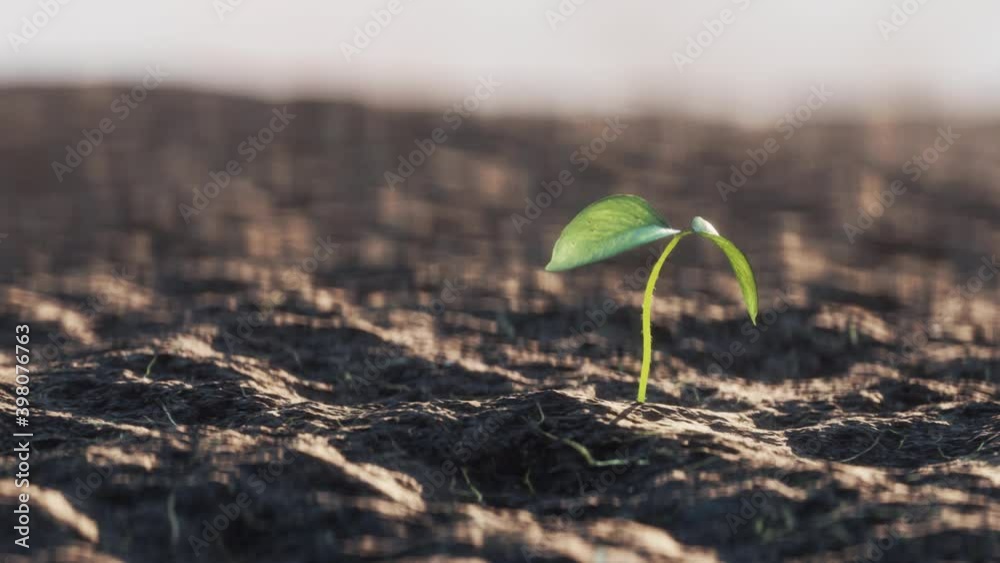 Life growing. A little seedling are growing from seed to seedling.