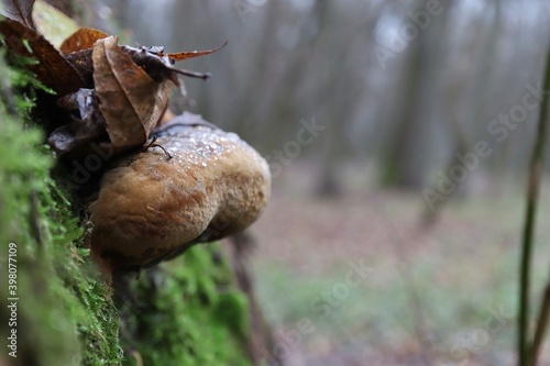 Tinder fungus fresh in the rainy forest