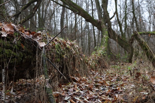 Large fallen tree strewn with leaves