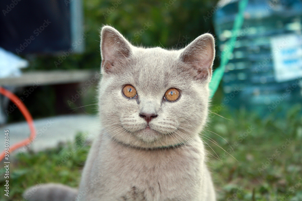 Kitten of British Shorthair breed with blue gray fur.