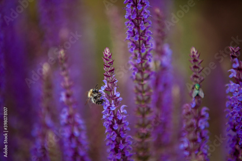 Honeybee on blooming lavender flower macro closeup 