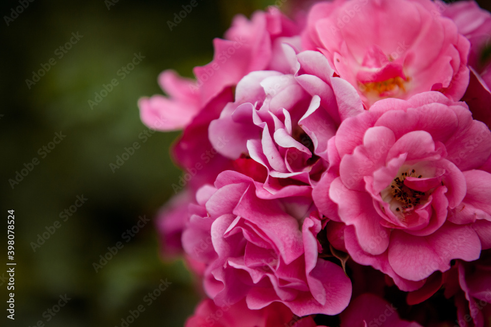 Beautiful Flowers pink roses Blooming in Spring