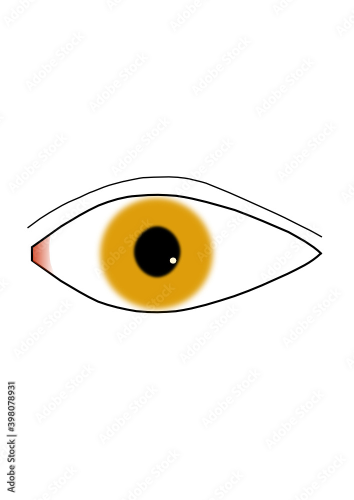 Auge