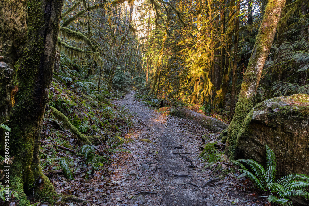 Mystical View of a Path in the Rain Forest during a foggy and rainy Fall Season. Alice Lake Provincial Park, Squamish, North of Vancouver, British Columbia, Canada.
