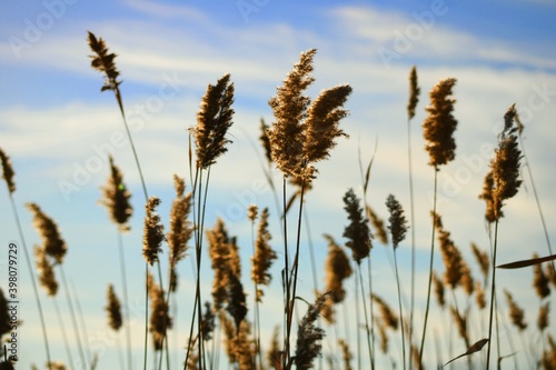 ears of wheat against blue sky