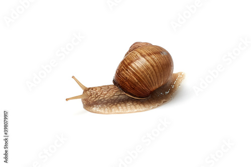 Snail on a white background. Isolated.