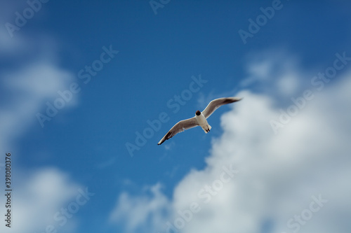 flying Sea gull on a blue sunn cloudy sky