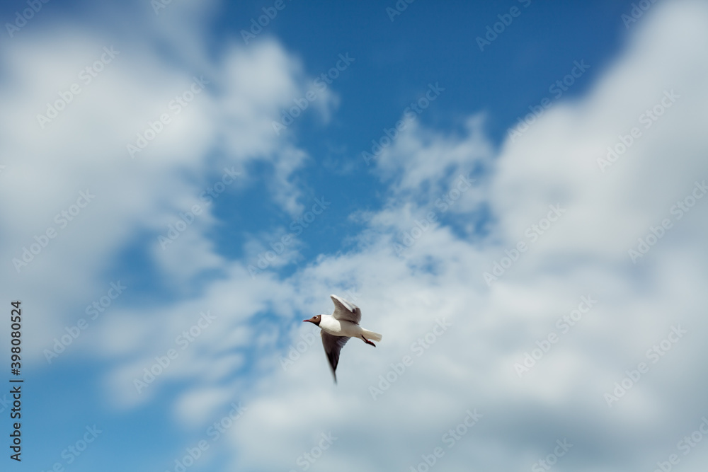 Fototapeta premium flying Sea gull on a blue sunn cloudy sky