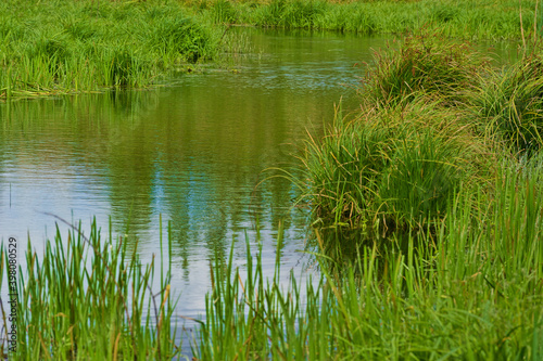Channel of water runs throu green marsh