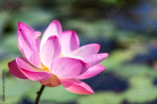 Lotus flower blooming in pond with green leaves.