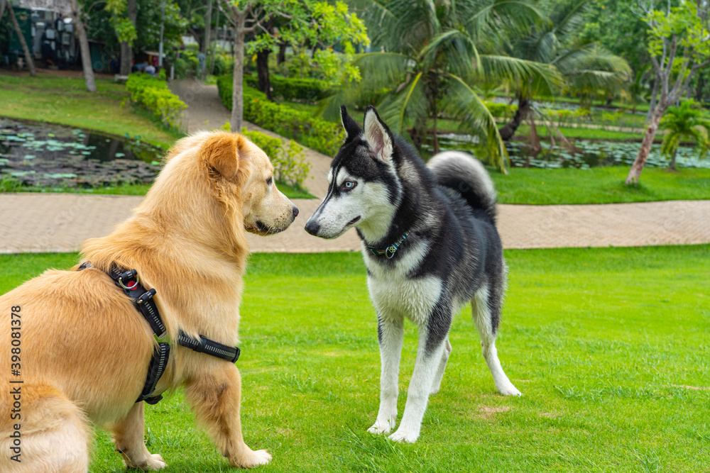 Husky and golden retriever dog playing on grass field Husky and golden retriever dog playing on grass field