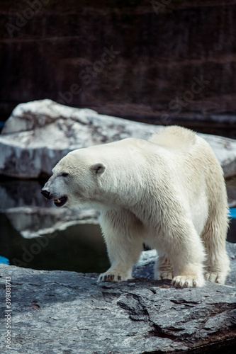 Portrait of big white polar bear yelling