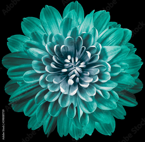 Fotobehang flower turquoise chrysanthemum