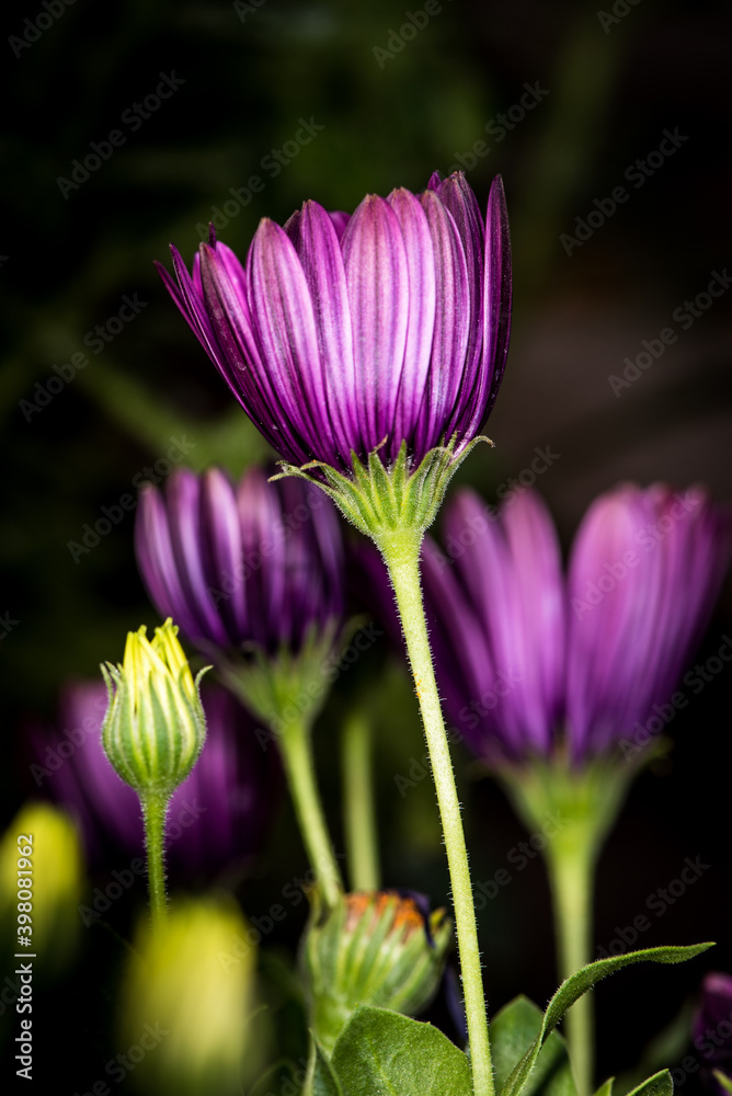 flores flores