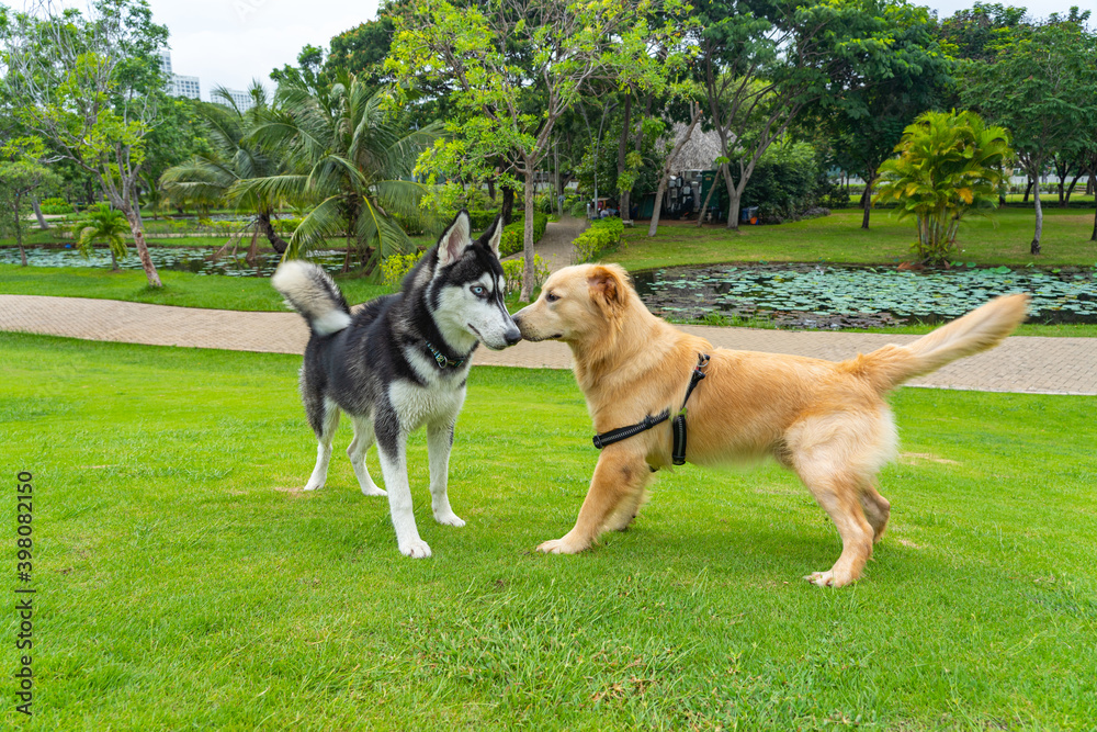 Husky dog and golden retriever at the beautiful park Husky dog and golden retriever at the beautiful park