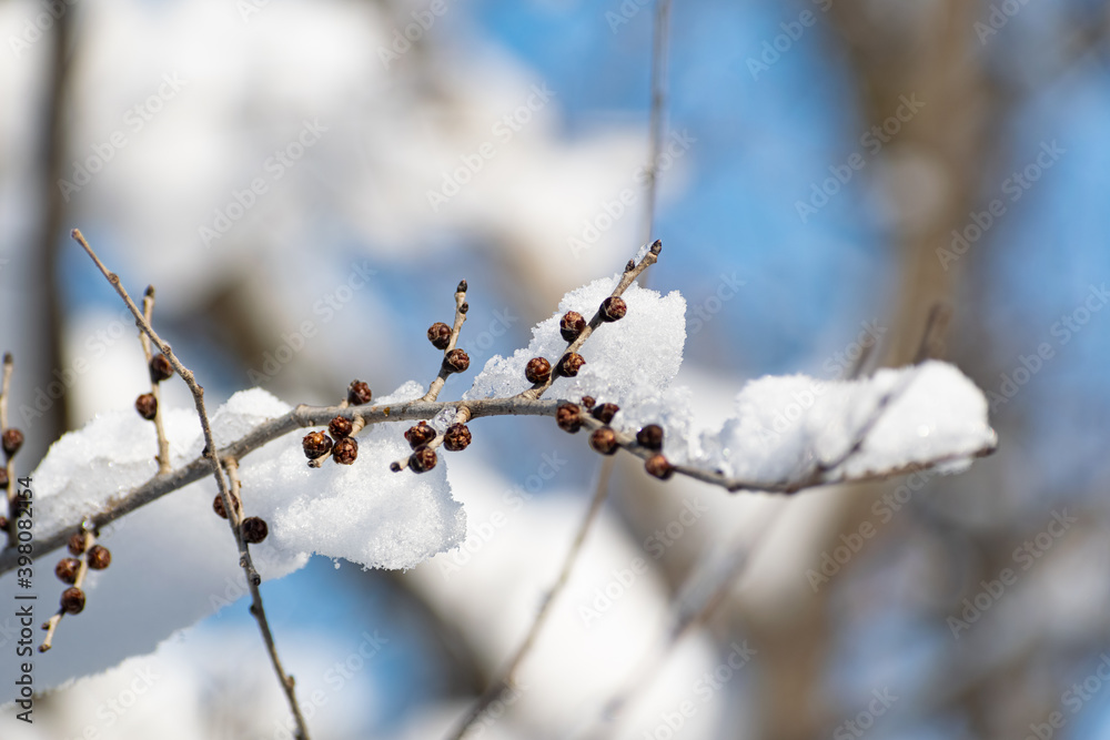 Branches of trees and bushes with various seeds under the snow in winter during the cold season. Season of the sleeping nature. Beauty in the details and elements of natural dried plants with cones af Branches of trees and bushes with various seeds under the snow in winter during the cold season. Season of the sleeping nature. Beauty in the details and elements of natural dried plants with cones af