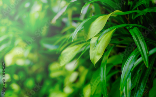 Fresh and green leaves in sunlight. Natural background.