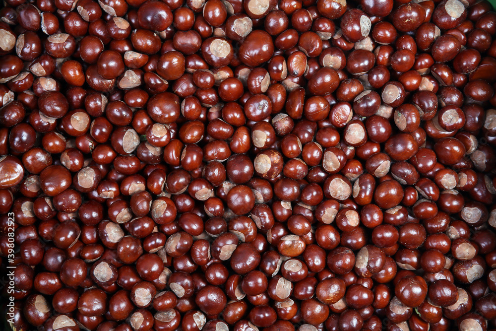 Chestnuts are a symbol of autumn and food for wild animals Chestnuts are a symbol of autumn and food for wild animals