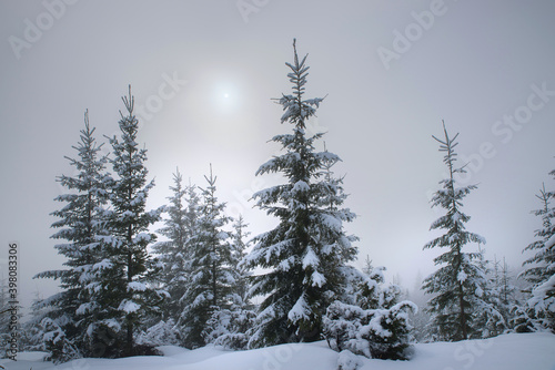 Trees in the mountains, covered with fresh snow and frost. Foggy landscape. Sunrise in the haze. © baxys