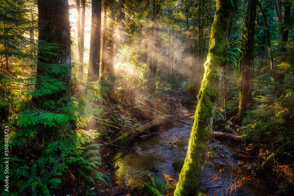 Mystical View of the Rain Forest during a foggy and rainy Fall Season. Alice Lake Provincial Park, Squamish, North of Vancouver, British Columbia, Canada.