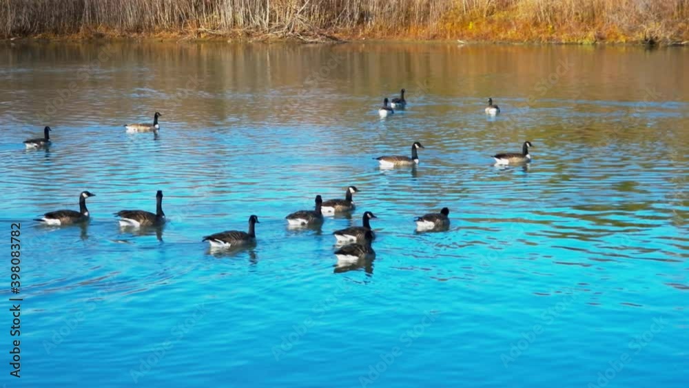Gimbal shot of Canadian geese swimming on sunny day Gimbal shot of Canadian geese swimming on sunny day