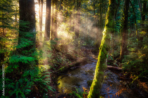 Fototapeta Naklejka Na Ścianę i Meble -  Mystical View of the Rain Forest during a foggy and rainy Fall Season. Alice Lake Provincial Park, Squamish, North of Vancouver, British Columbia, Canada.