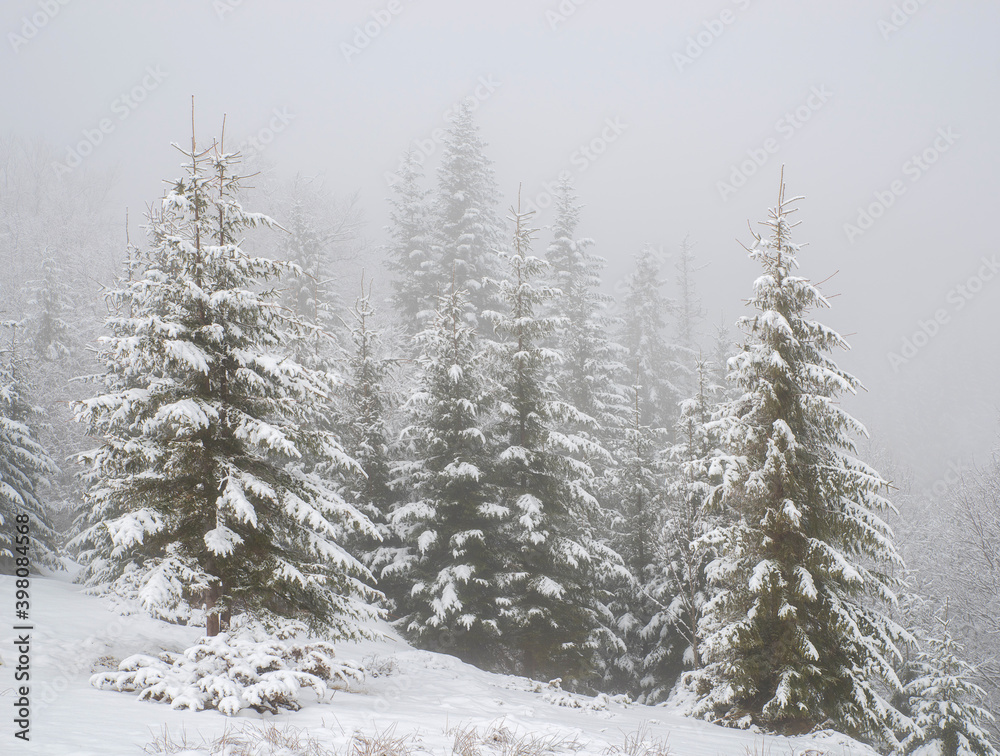 Trees in the mountains, covered with fresh snow and frost. Foggy morning winter landscape.