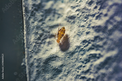 Macro closeup from above of a Trogiomorpha louse on a white plaster wall photo
