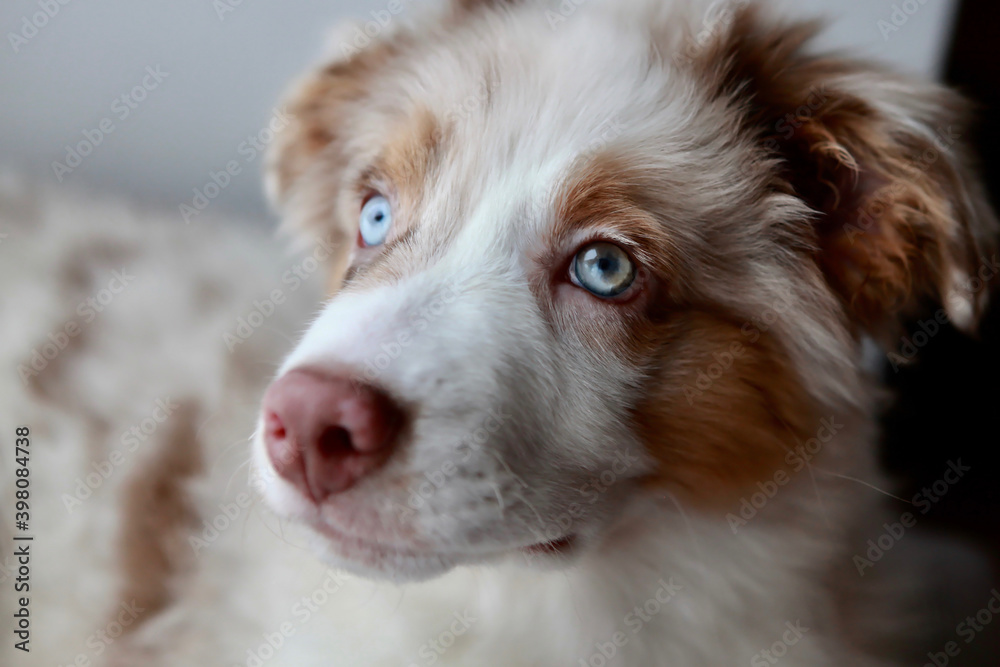 Portrait of Australian shepherd puppy with different eye color.