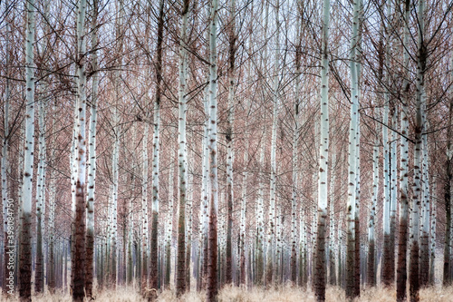 Wallpaper Mural Agricultural Forest of Paper Birch Torontodigital.ca