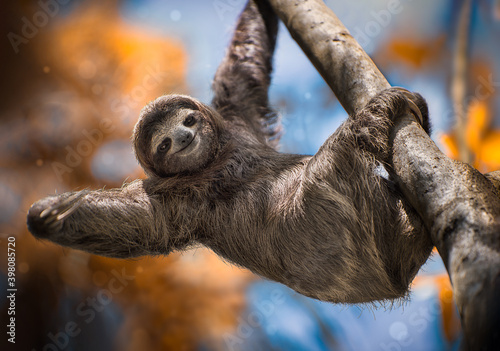 A happy sloth hanging from a tree photo