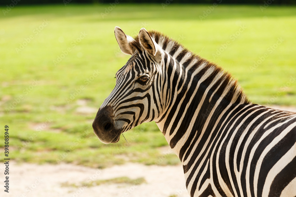 Zebra Portrait