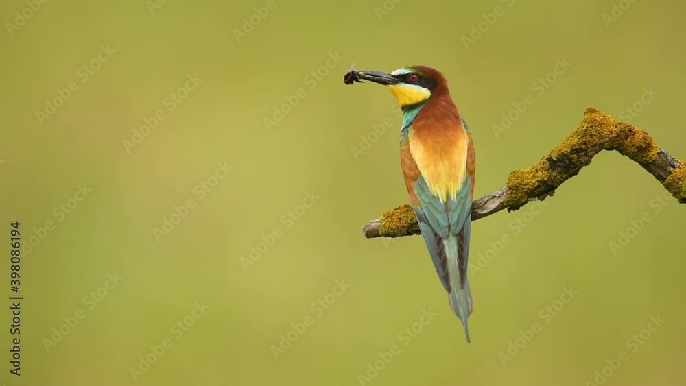 bee eater bird ( Merops apiaster ) bee eater bird ( Merops apiaster )