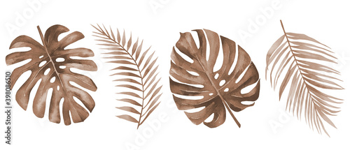 Dry palm leaves. Dried tropical monstera and palm leaf set. Terracotta plants. Watercolour illustration isolated on white background. photo