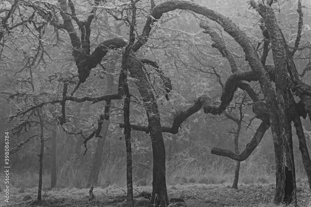 Naklejka premium Dense Fog in a forest of different shaped trees