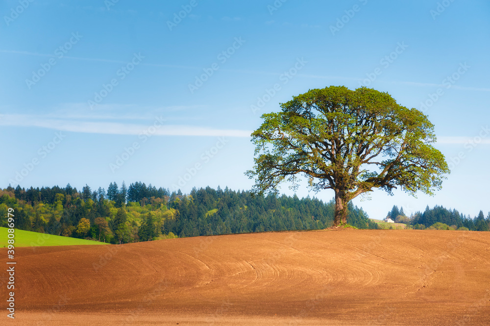 White Oak tree stands alone in plowed field