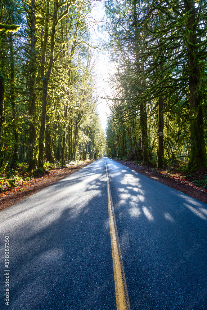 Fototapeta premium Beautiful View of a Scenic Road in the Green Forest during a sunny fall season day. Taken in Squamish, North of Vancouver, British Columbia, Canada.