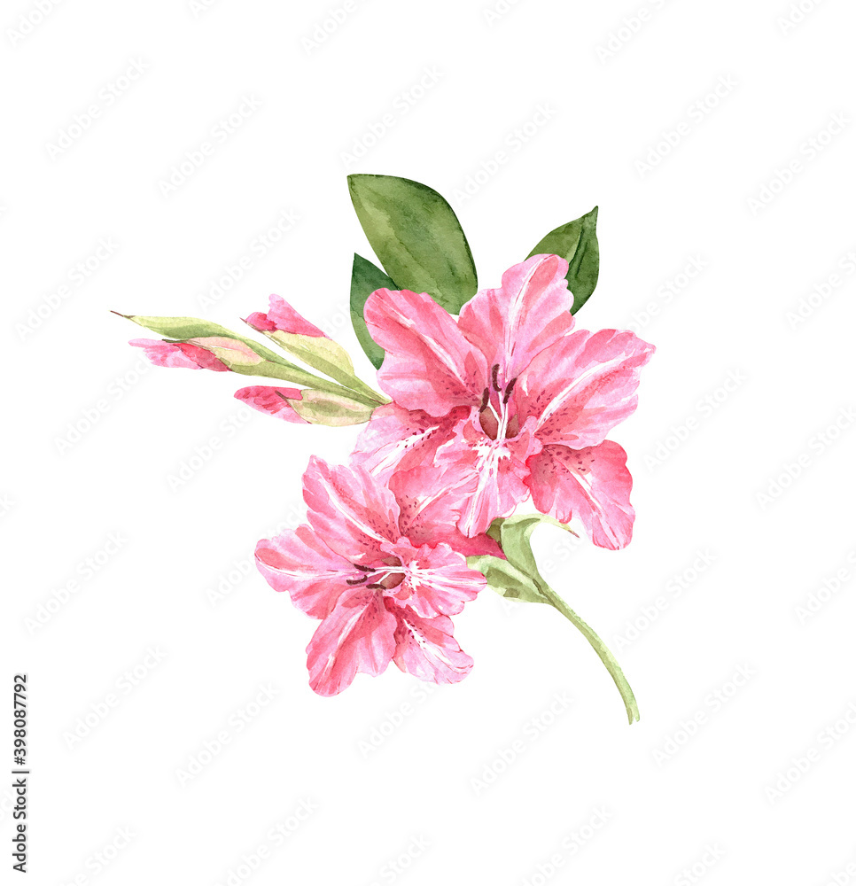 watercolor illustration of branch with pink flowers lilies on white background, hand painted