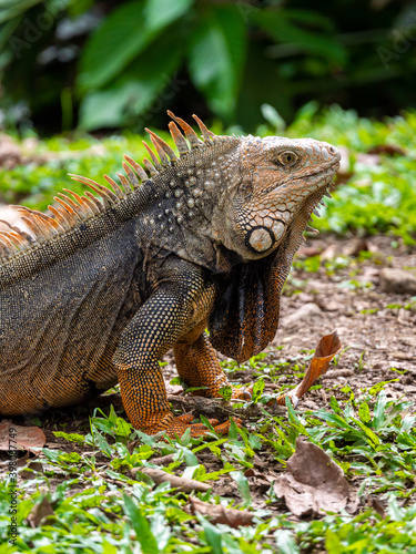 Green Iguana  Iguana Iguana  Large Herbivorous Lizard Staring on the Grass in Medellin  Colombia