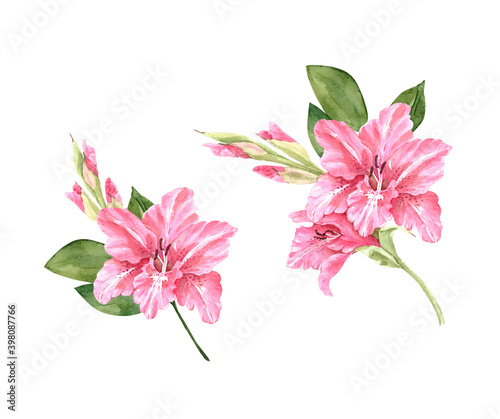 set of watercolor illustrations with pink flowers lilies on a white background, hand painted on a white background