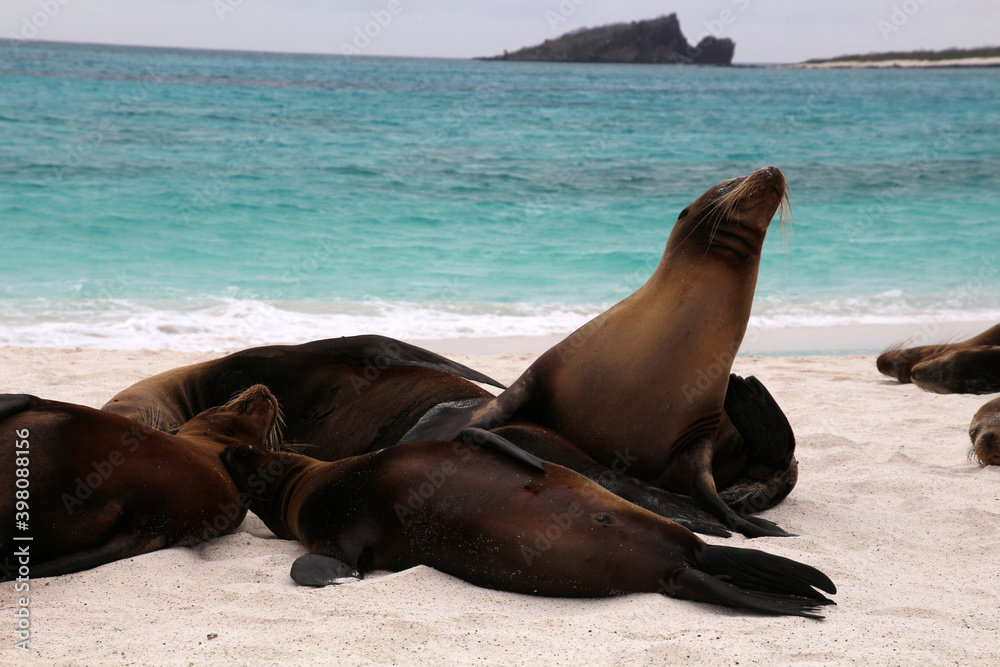 Fototapeta premium Galapagos sea lion on Galapagos beach, Ecuador, South America