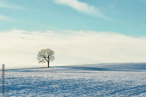 Minimalist of tree on snowy hill