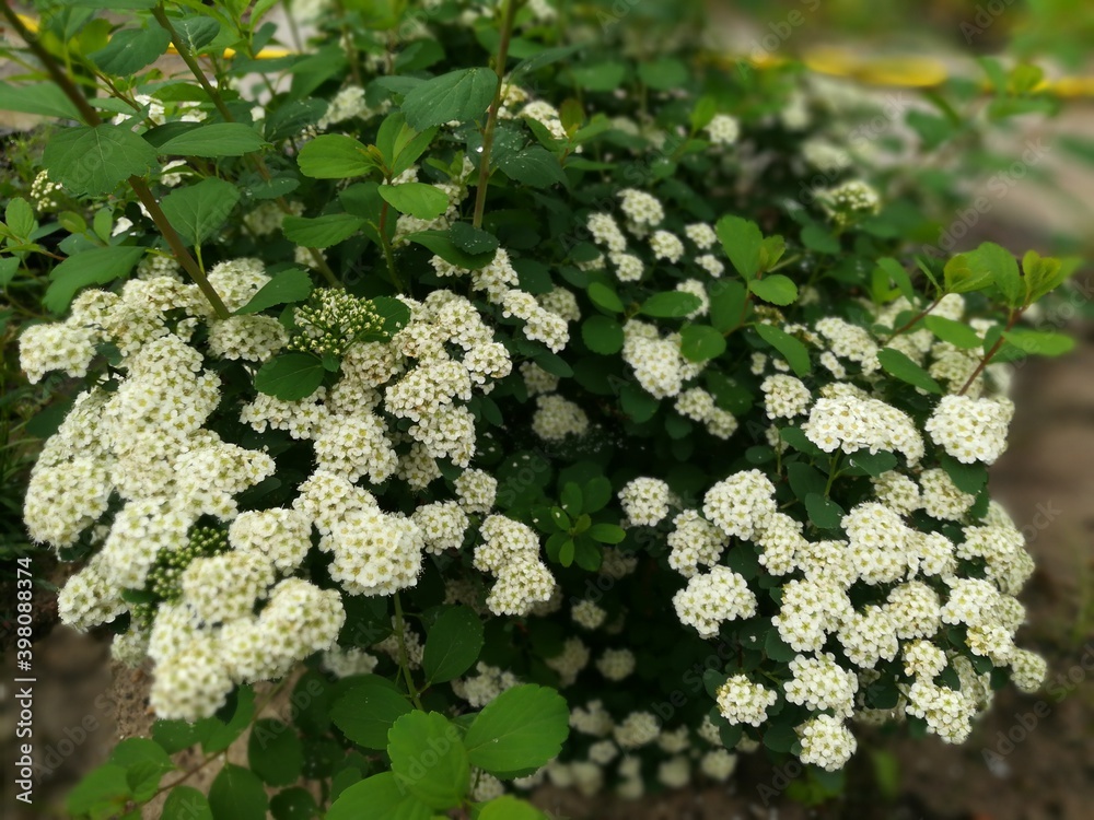 very beautiful, elegant blooming Spiraea salicifolia Bush with large white inflorescences on a blurry background. Flower Wallpaper very beautiful, elegant blooming Spiraea salicifolia Bush with large white inflorescences on a blurry background. Flower Wallpaper